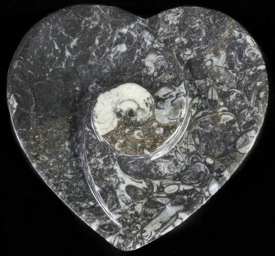 Heart Shaped Fossil Goniatite Dish #61275